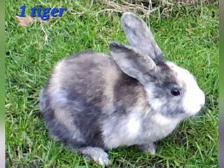 Mixed Breed rabbits Super cute rex x lop bunnies - Advert 21