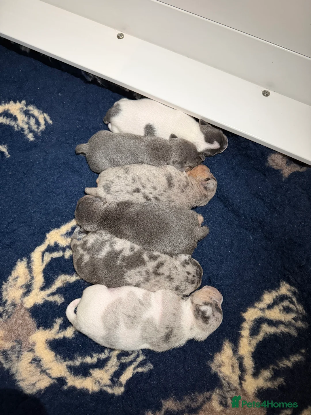 Jack Russell dogs for sale: Perfect Blue and Blue Merle Jack Russell Puppies - Advert 5