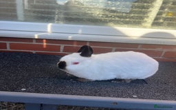 Netherland Dwarf rabbits for sale: Adult Himalayan Netherland Dwarf Doe - Image 1