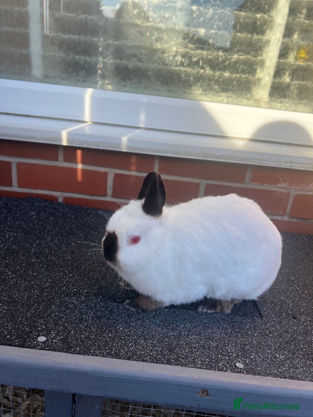 Netherland Dwarf rabbits for sale: Adult Himalayan Netherland Dwarf Doe - Image 1