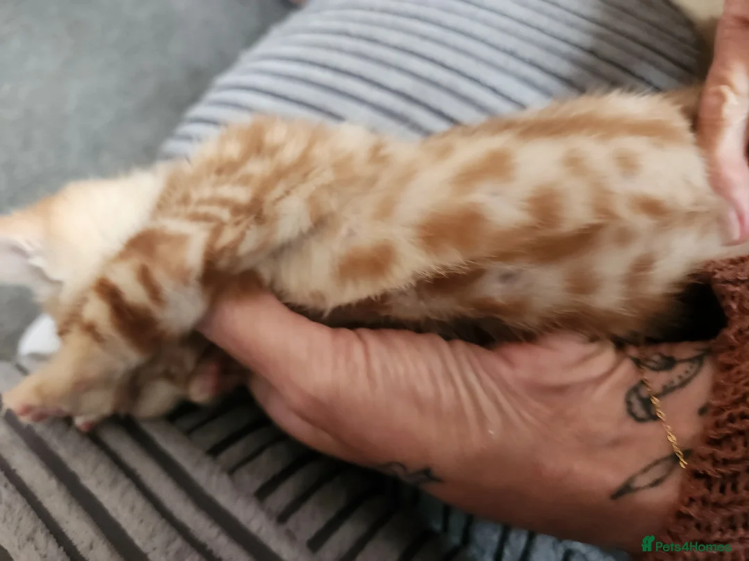 Mixed Breed cats for sale: Ginger kitten female - Advert 2