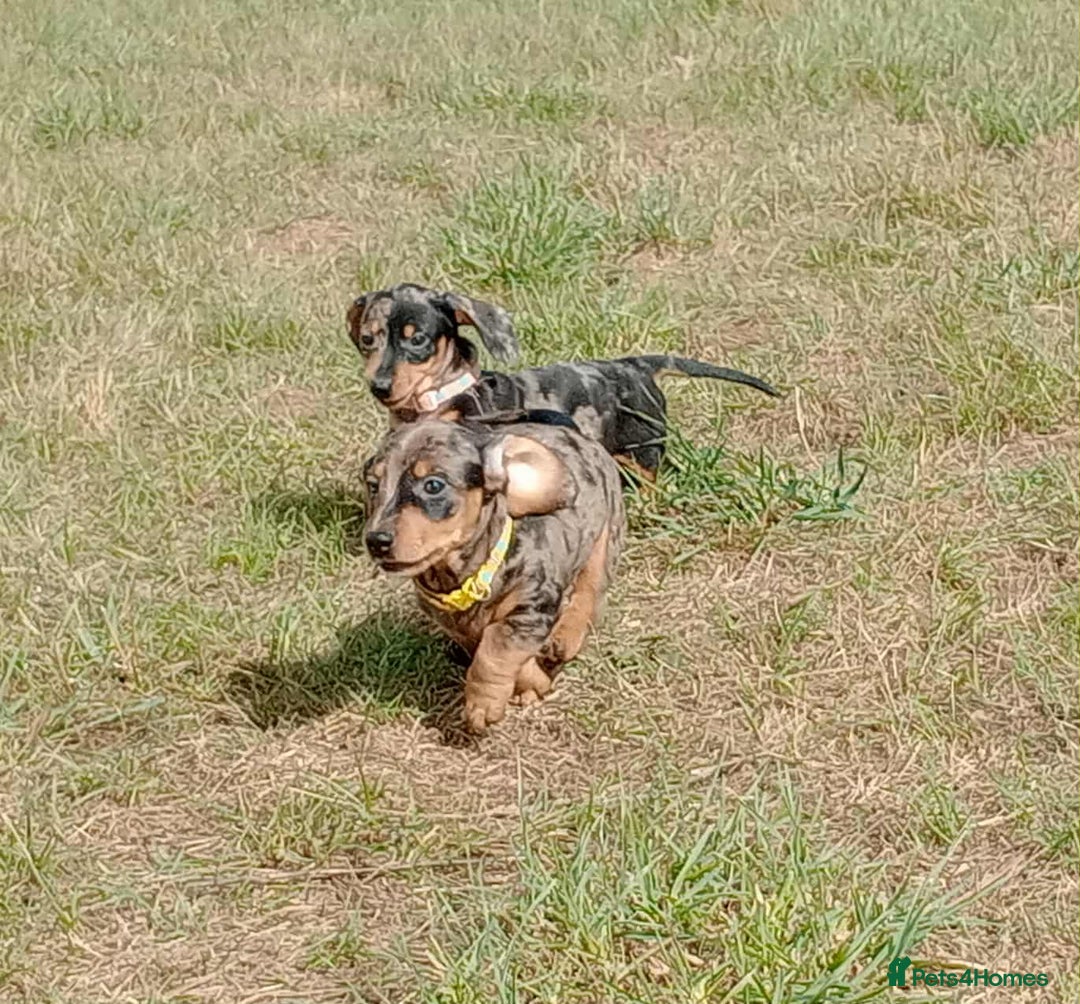 Miniature Dachshund dogs for sale: Stunning silver dapple miniature dachshunds  - Image 10