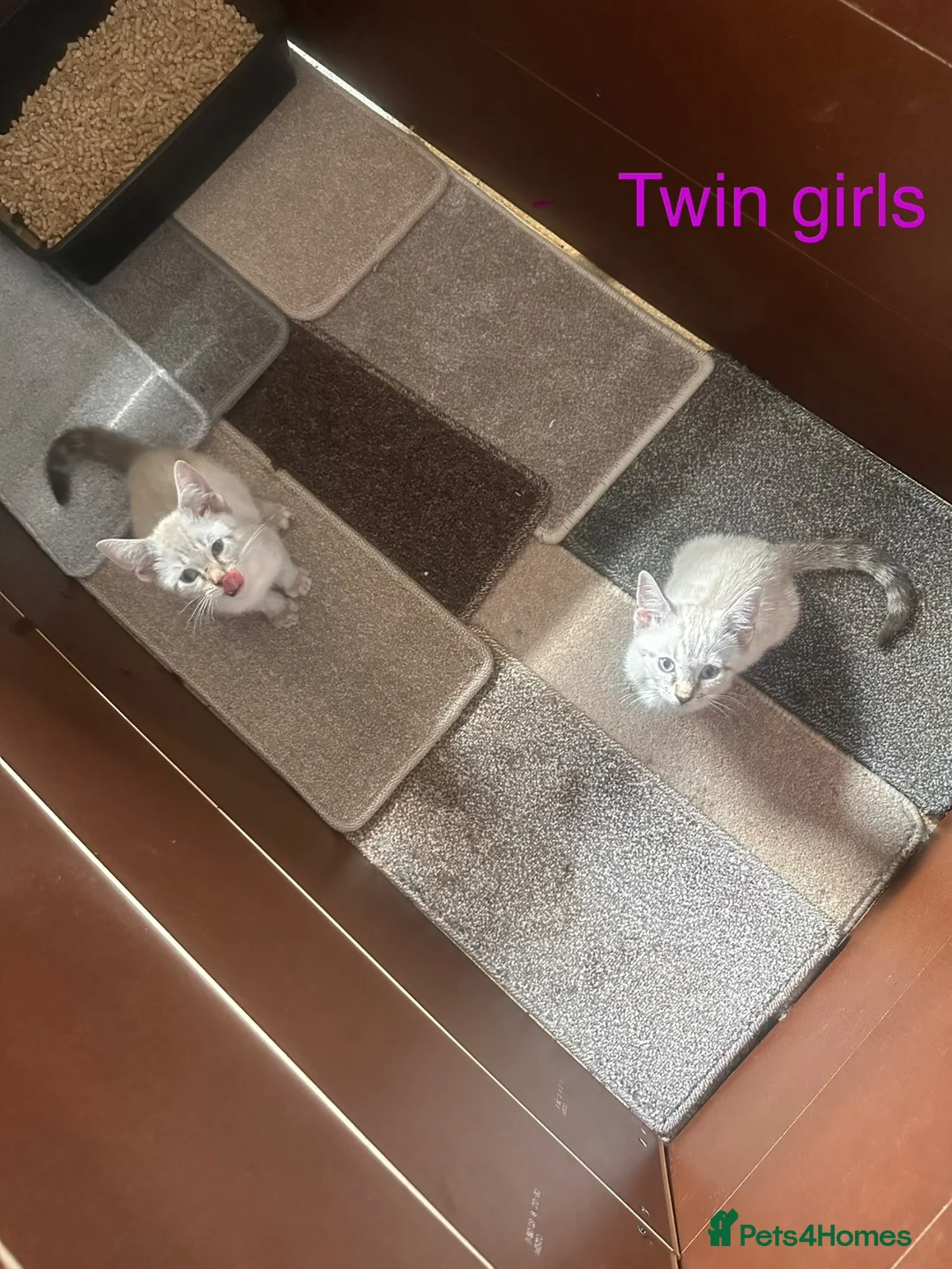 Savannah cats for sale: Kittens for sale - Advert 4