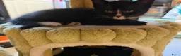 Mixed Breed cats for sale: 6 kittens mixed litter - Advert 6