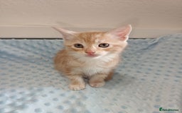 Maine Coon cats for sale: Mainecoon kittens  - Image 4