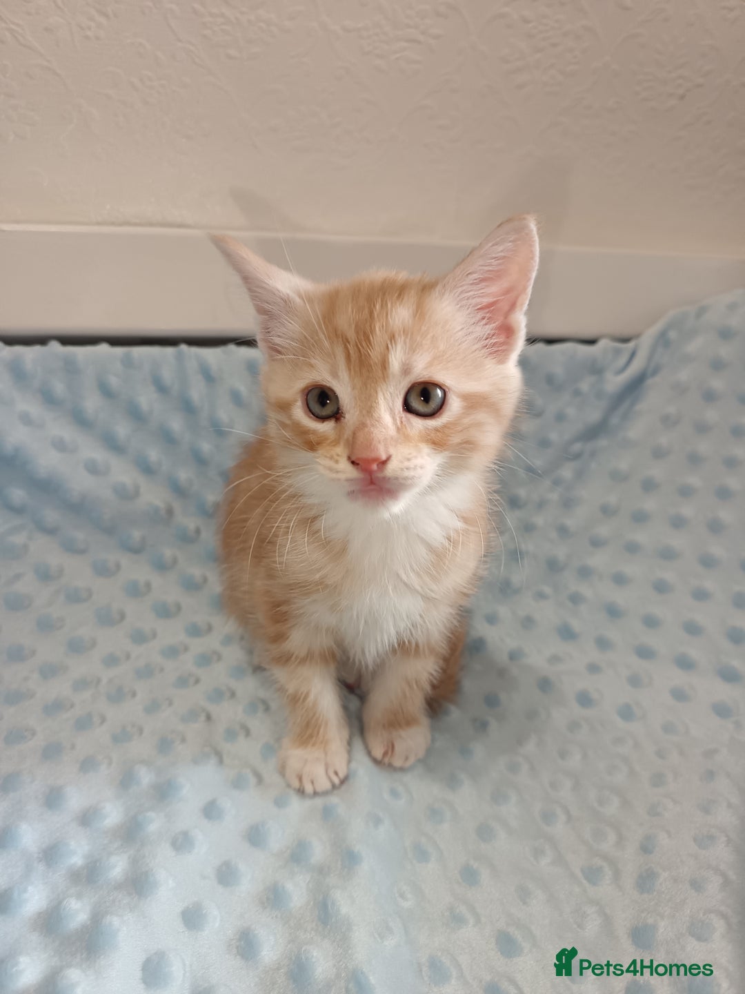 Maine Coon cats for sale: Mainecoon kittens  - Image 4