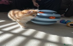 British Longhair cats for sale: STUNNINGLY BEAUTIFUL RARE GOLDEN BRITISH LONGAHIR  - Image 11