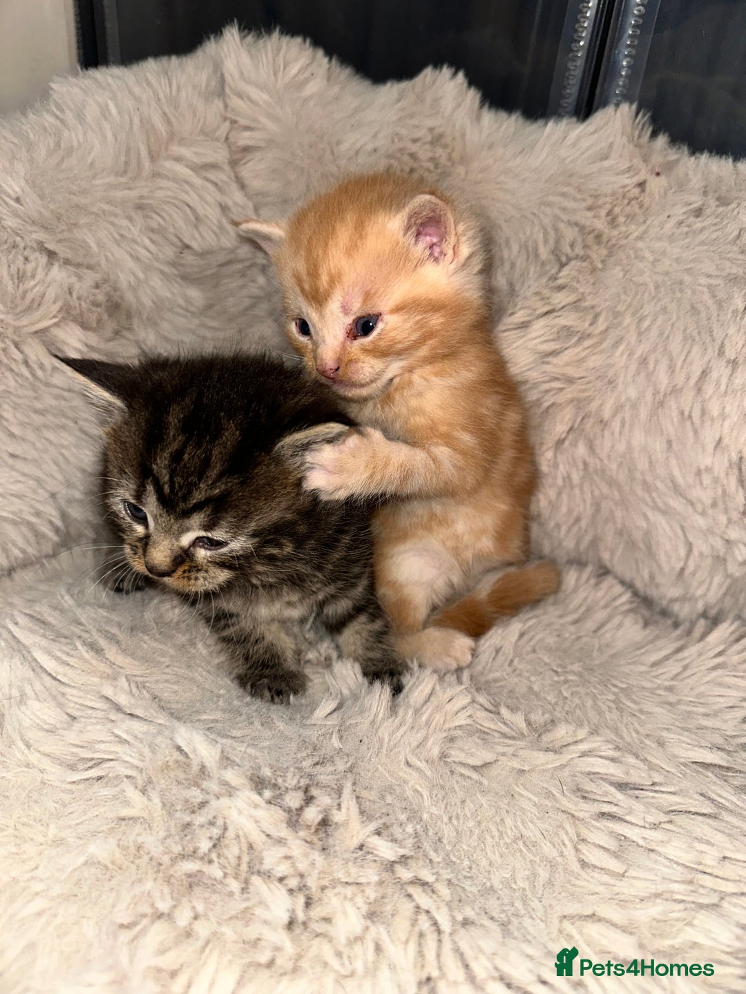 Maine Coon cats for sale: 5 MAINE COON X BABIES FOR SALE  - Advert 19