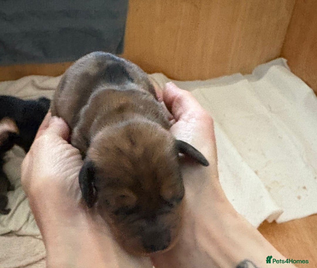 Dachshund dogs for sale: Adorable miniature dachshunds - Advert 6