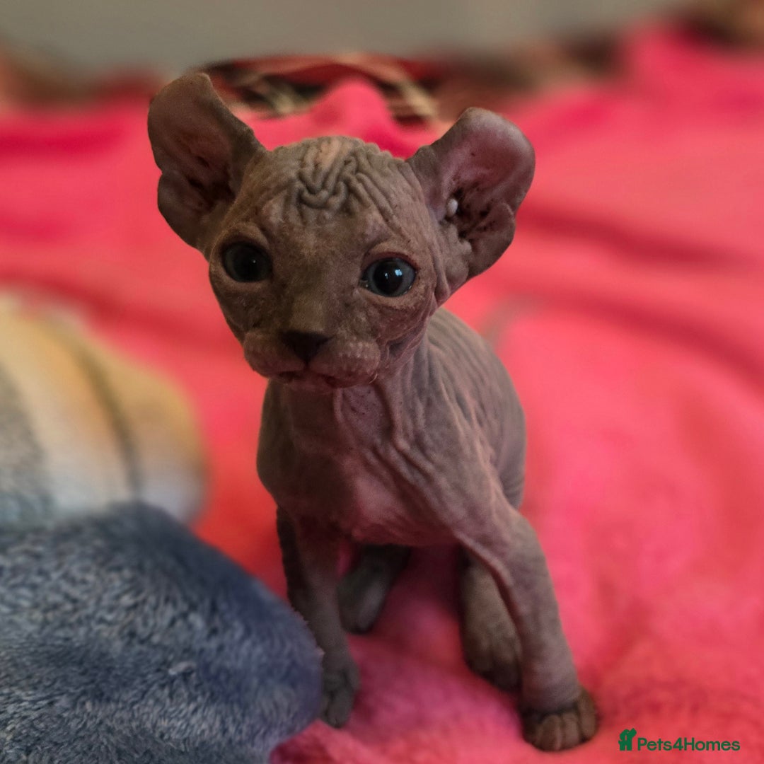 Sphynx cats for sale: 🌟 Stunning Sphynx & Elf Kittens  - Advert 14