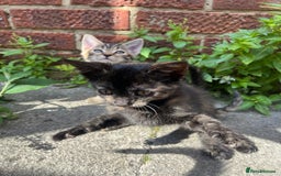 Domestic Shorthair cats for sale: Gorgeous litter of kittens  - Image 12