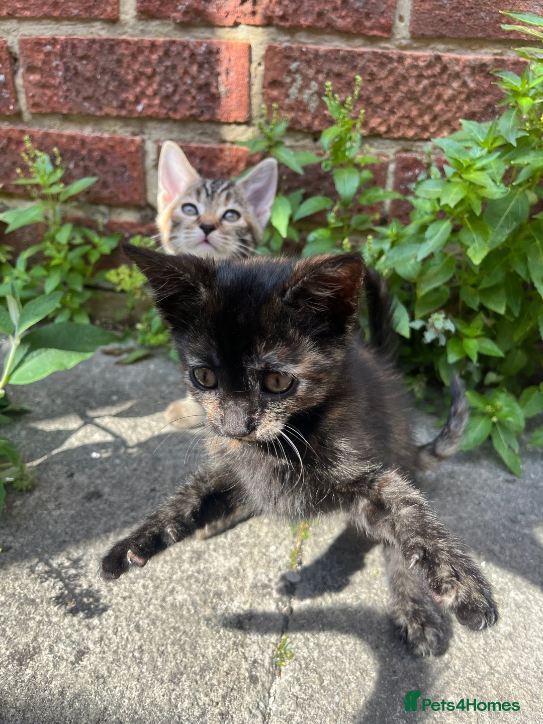 Domestic Shorthair cats for sale: Gorgeous litter of kittens  - Image 12
