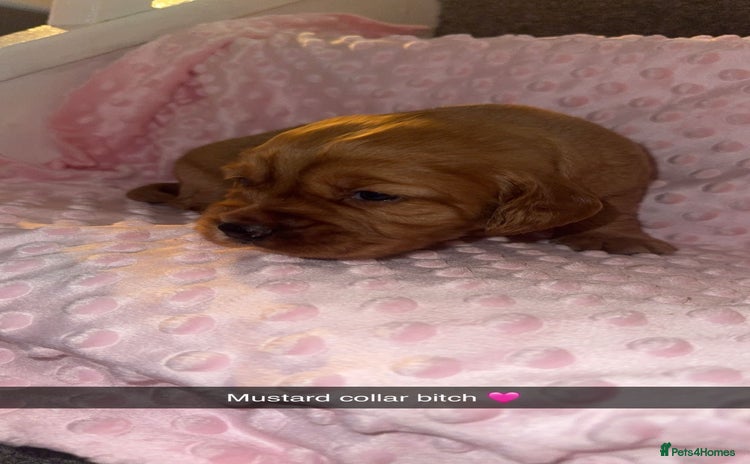 Cocker Spaniel dogs - Advert 2
