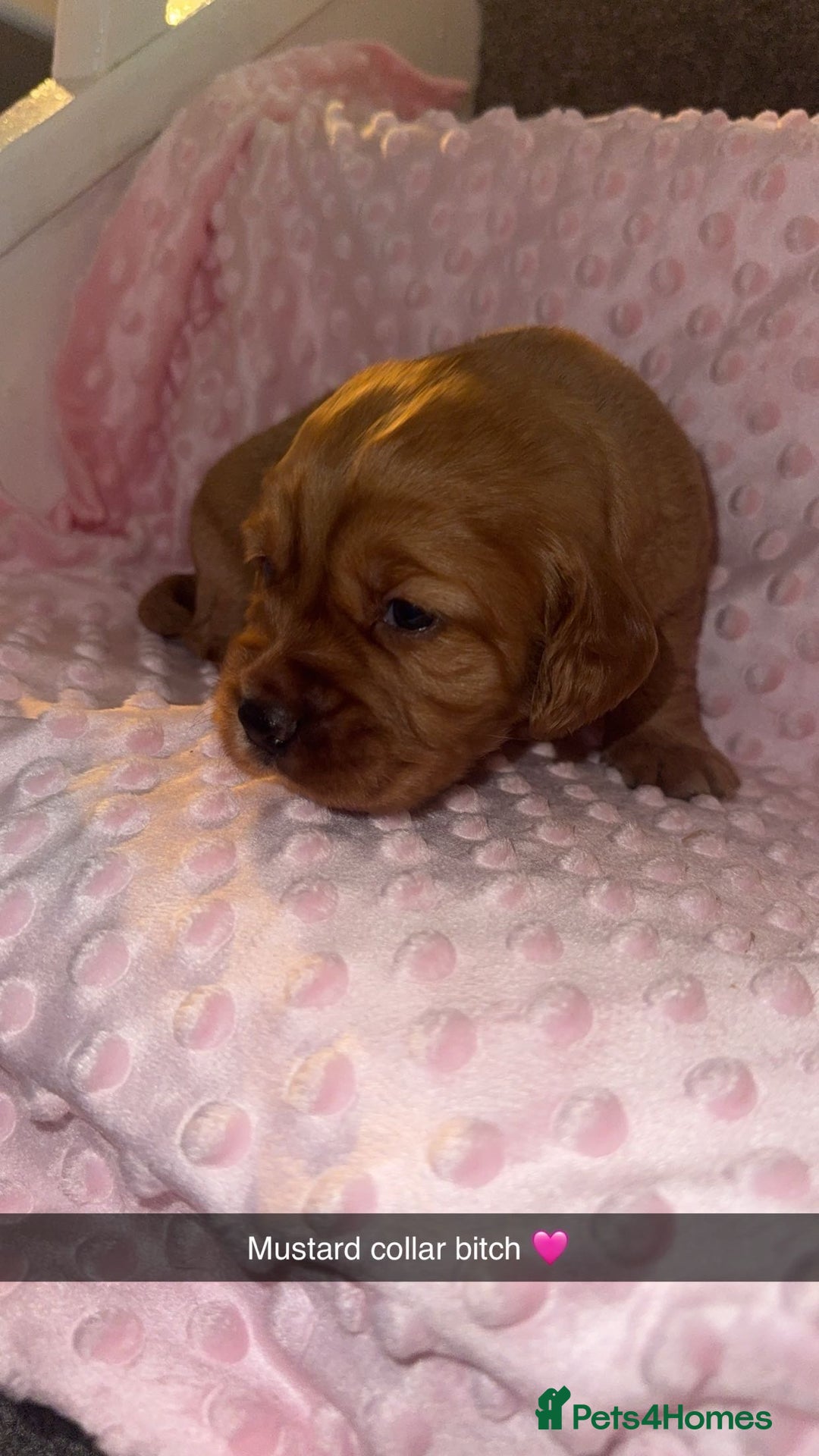 Cocker Spaniel dogs for sale: Red cocker spaniel  - Image 1