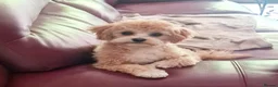 Maltipoo dogs for stud: Romeo has arrived 😍  in Brentwood - Advert 2