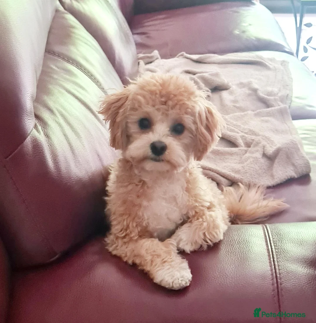 Maltipoo dogs for stud: Romeo has arrived 😍  in Brentwood - Advert 2