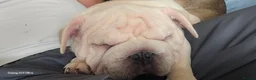 French Bulldog dogs for sale: French Bulldog  - Advert 17