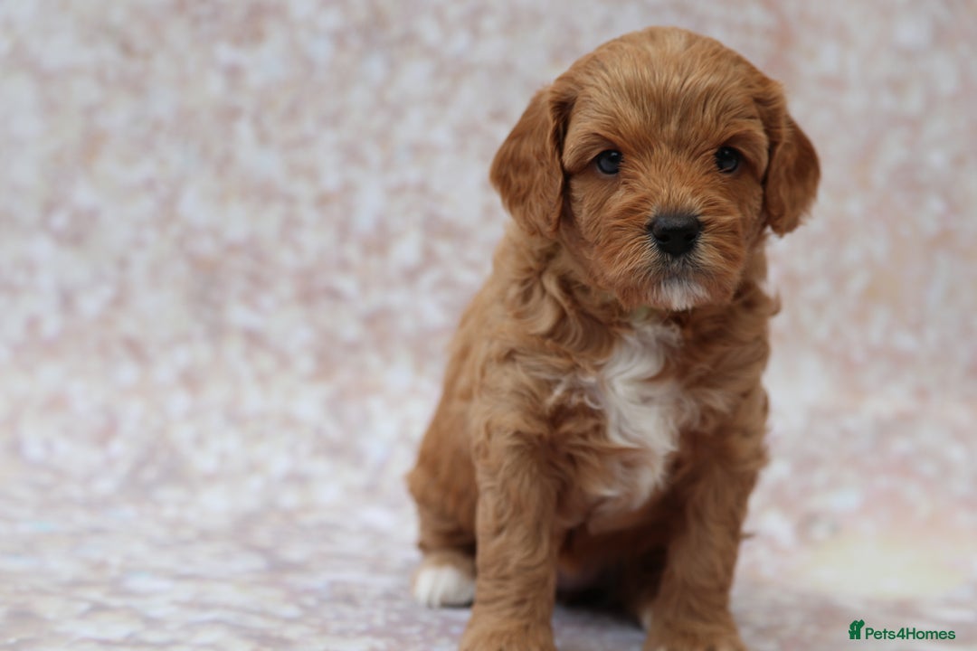 Cavapoo dogs for sale: Cavapoo  - Image 28