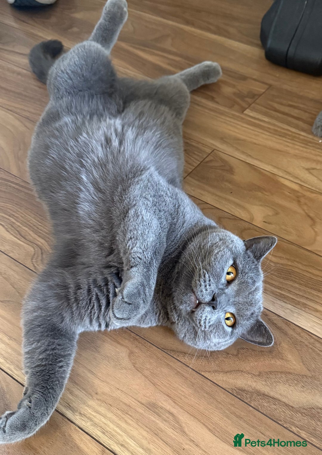 British Shorthair cats for sale: British Short Hair Blue Male - Advert 7