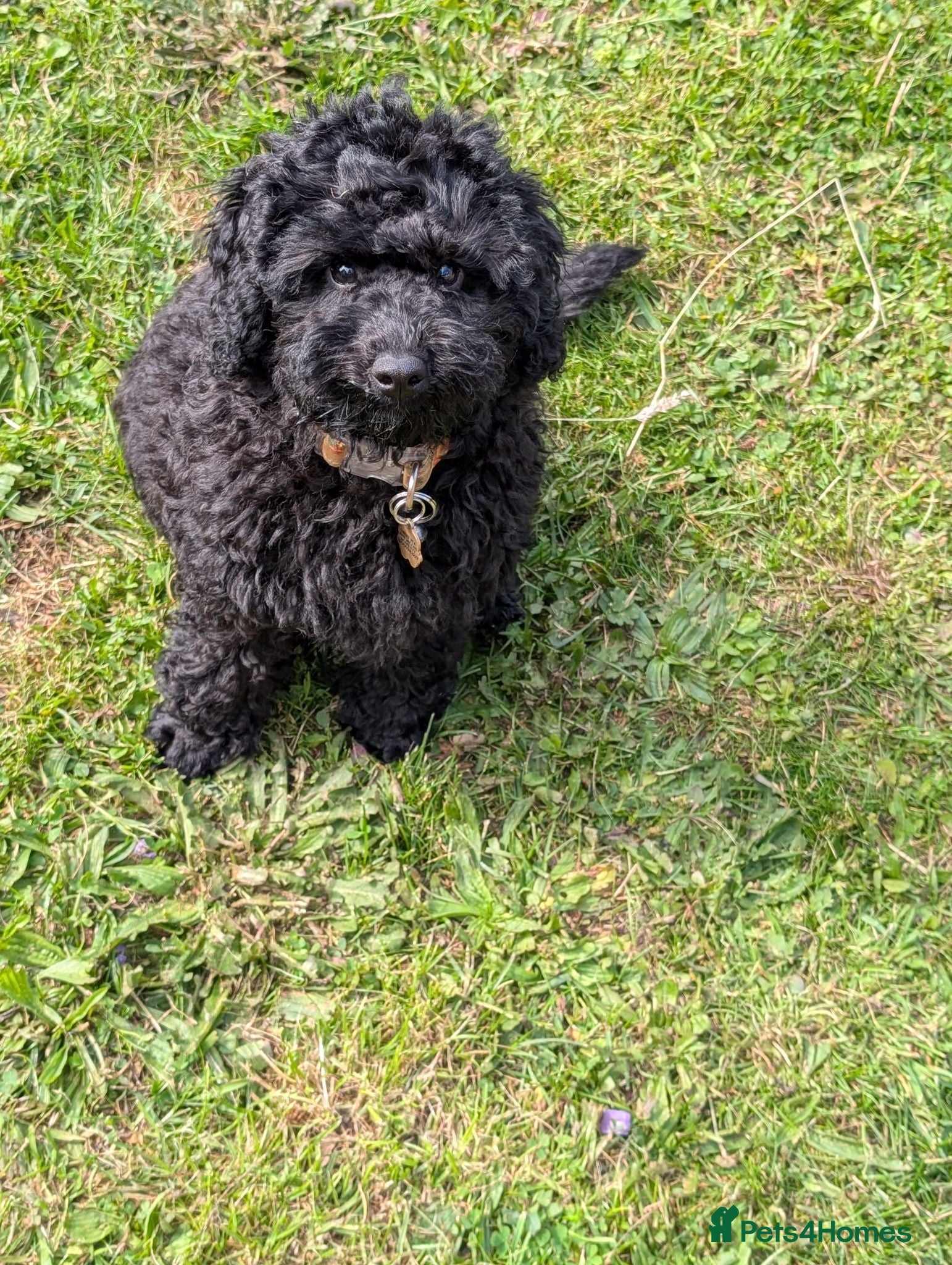 Cockapoo dogs Small cockerpoo  - Advert 1