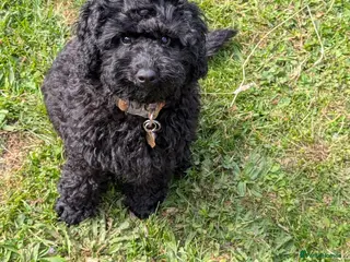 Cockapoo dogs Small cockerpoo - Advert 1