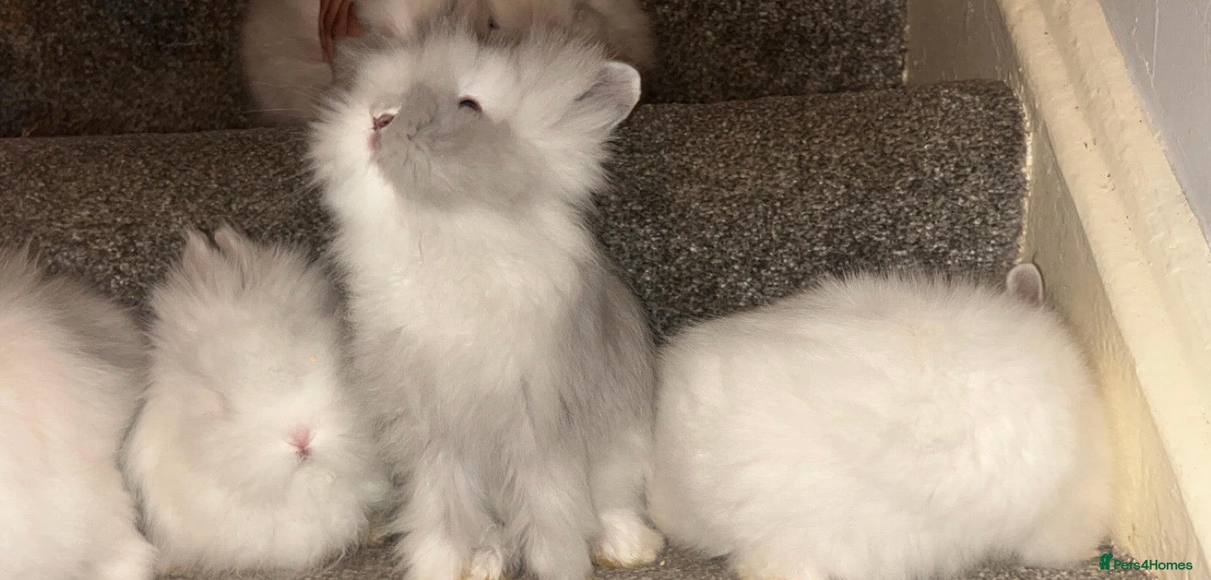 Lionhead rabbits Double maned Lionhead rabbits  - Advert 1