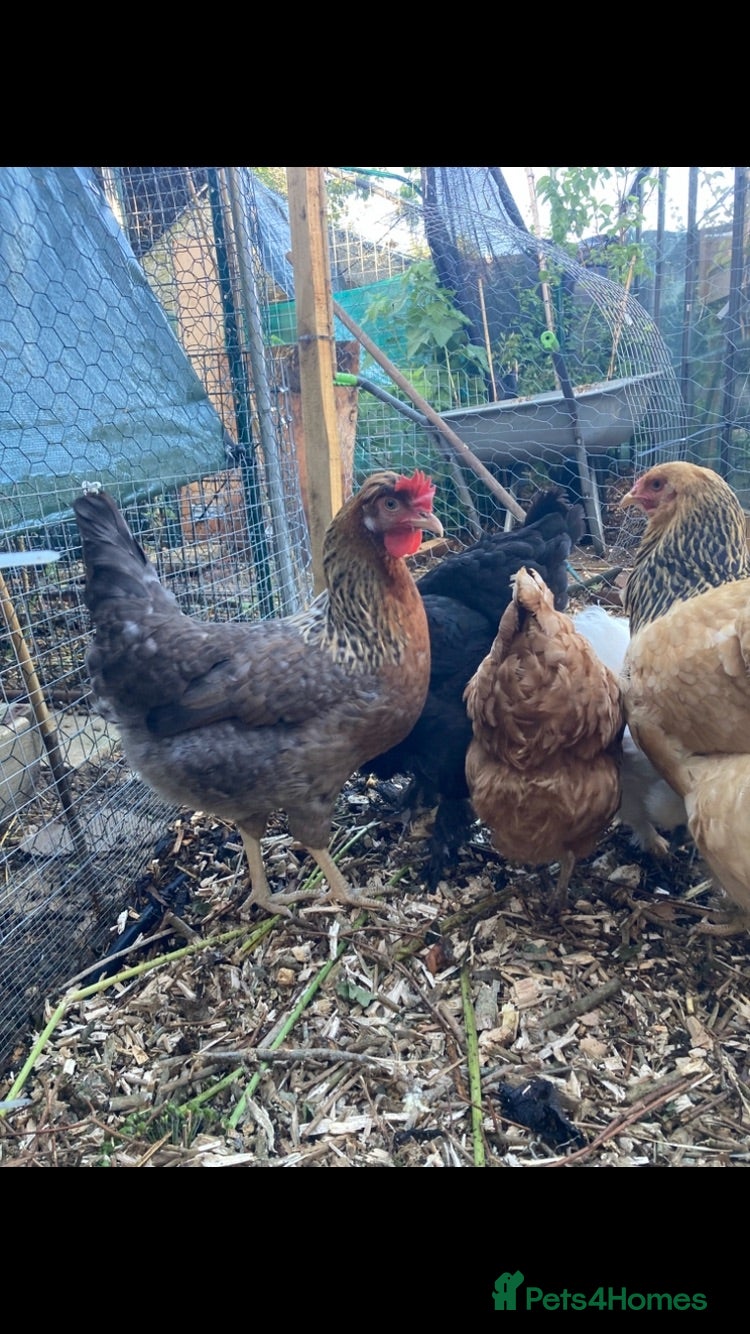 Chickens poultry 5x chickens (all hens at point of lay) - Advert 1