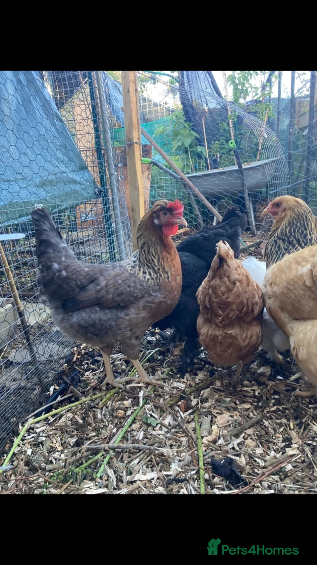 Chickens poultry for sale: 5x chickens (all hens at point of lay) - Advert 1