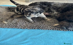 Mixed Breed dogs for sale: ✨ 2 Labradoodle x Australian Labradoodle Puppies  - Image 15