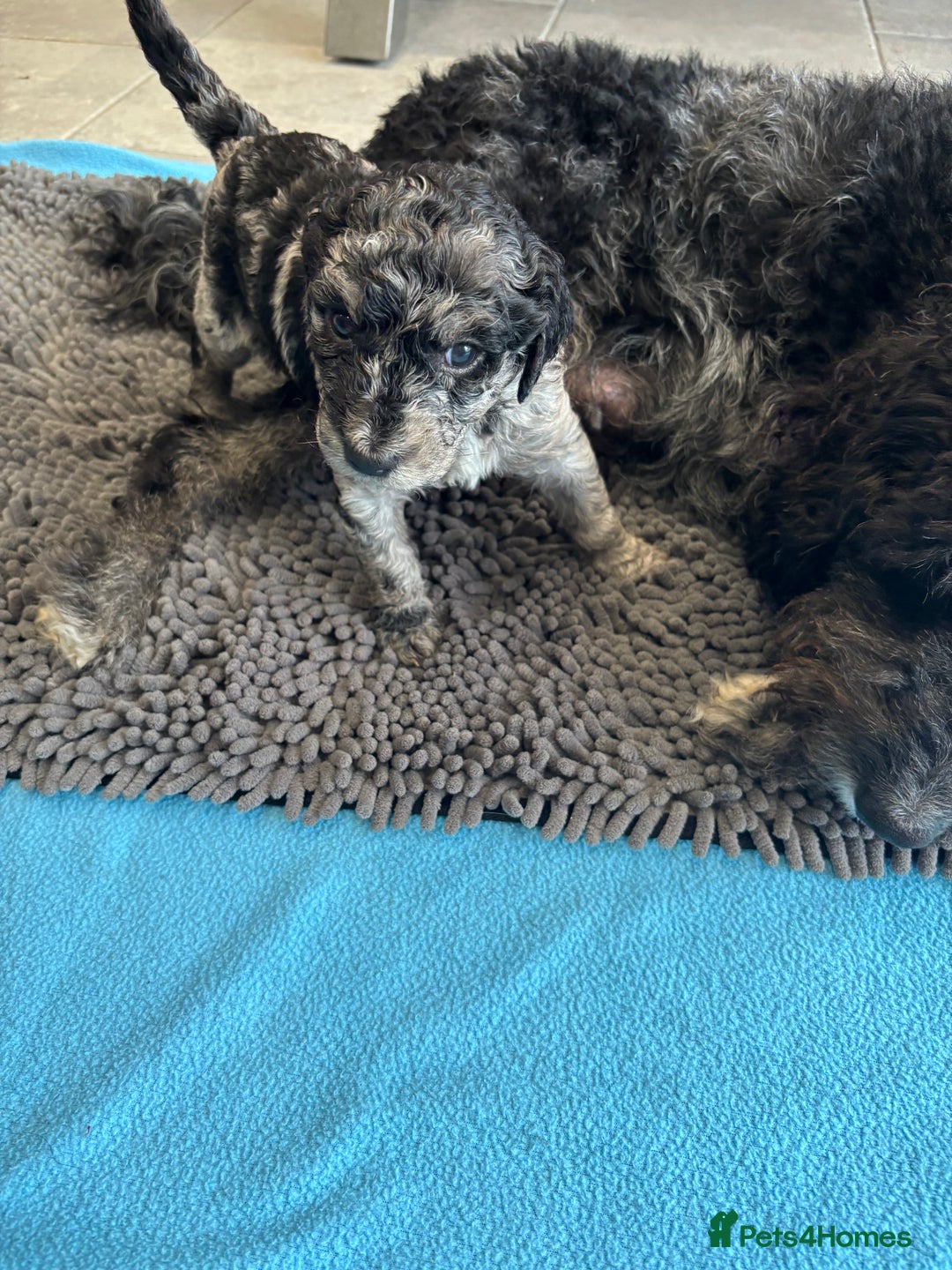 Mixed Breed dogs for sale: ✨ 2 Labradoodle x Australian Labradoodle Puppies  - Image 15