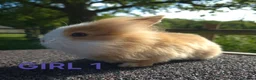 Lionhead rabbits for sale: Beautiful lionheads  - Advert 5