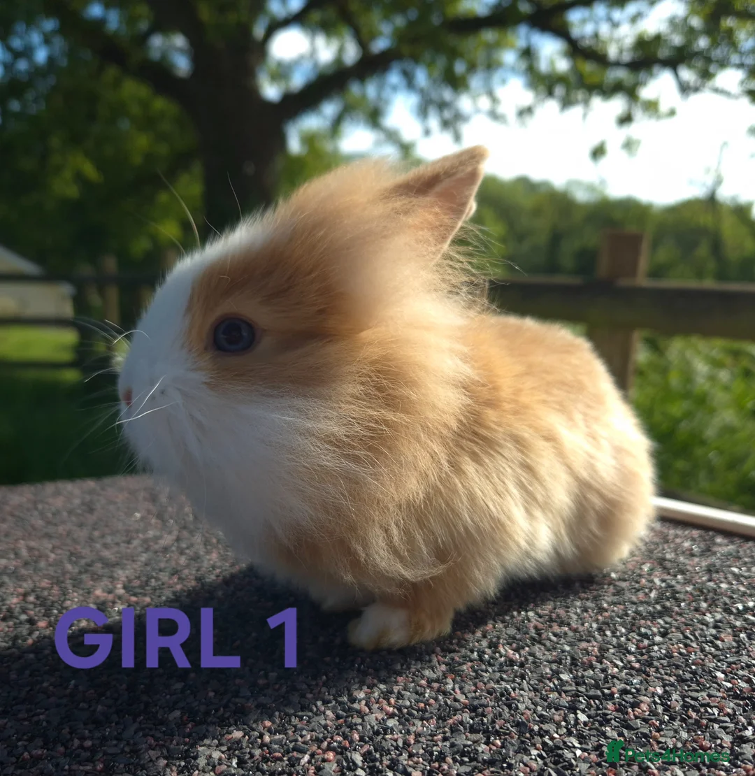 Lionhead rabbits for sale: Beautiful lionheads  - Advert 5