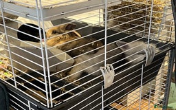 Mini Lion Lop rabbits for sale: Super cute mini lop x lionhead rabbits - Image 6