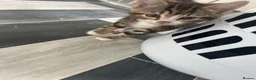 Mixed Breed cats for sale: Kittens for sale - Advert 2