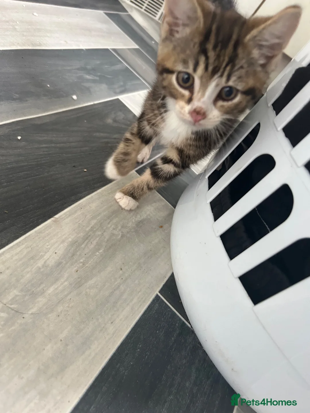 Mixed Breed cats for sale: Kittens for sale - Advert 2