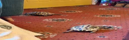 Hermann Tortoise reptiles for sale: Two male Herman tortoises  in Portsmouth - Advert 15