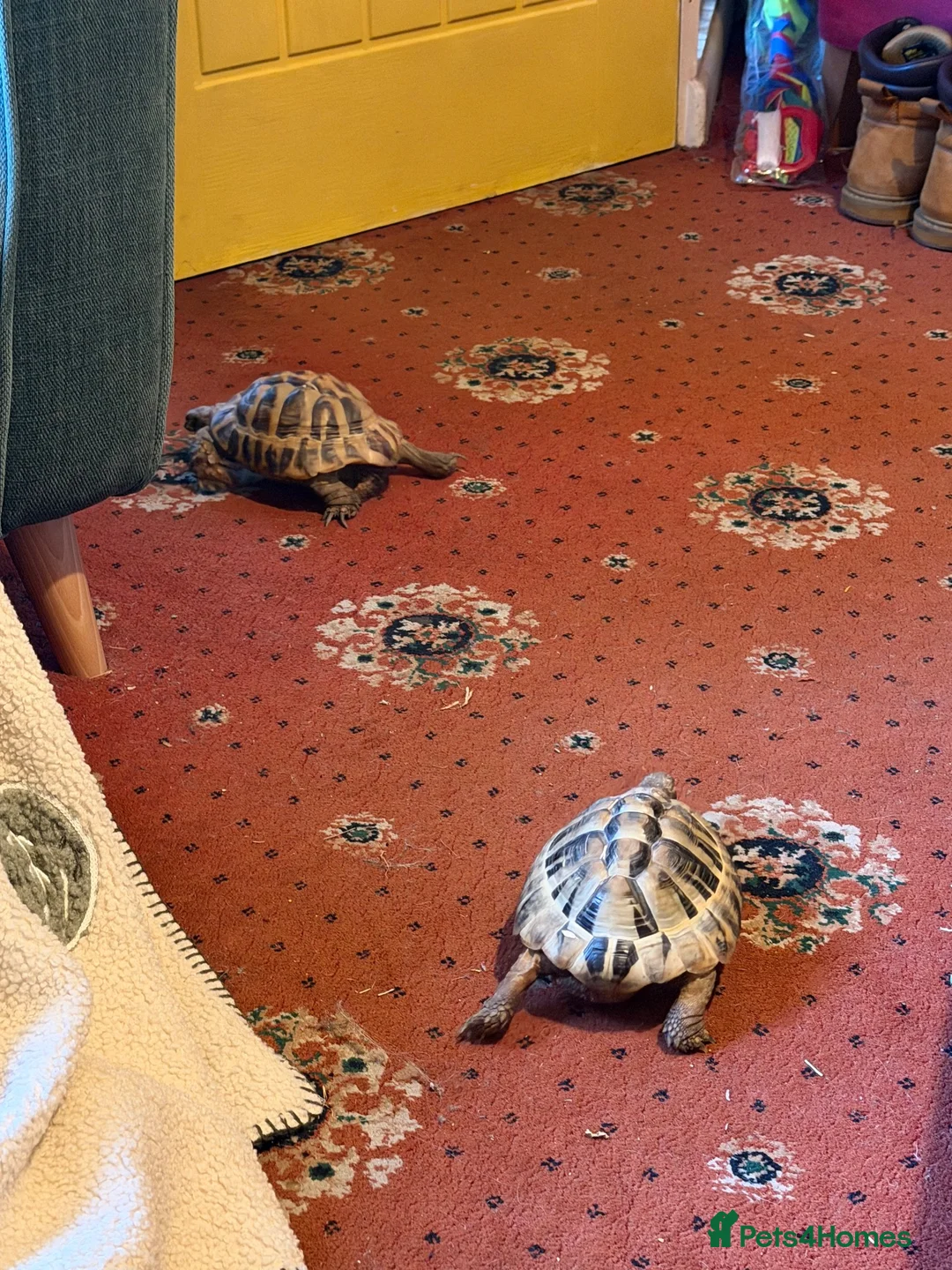 Hermann Tortoise reptiles for sale: Two male Herman tortoises  in Portsmouth - Advert 15