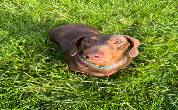 Dachshund dogs - Advert 10
