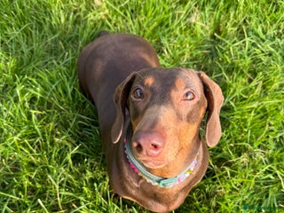 Dachshund dogs - Advert 7