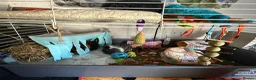 Guinea Pig rodents for sale: Pair of Male 10MonthOld Guinea Pigs w/ Full Setup in Birmingham - Advert 3