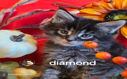 Maine Coon cats for sale: Maine coon kittens - Image 35