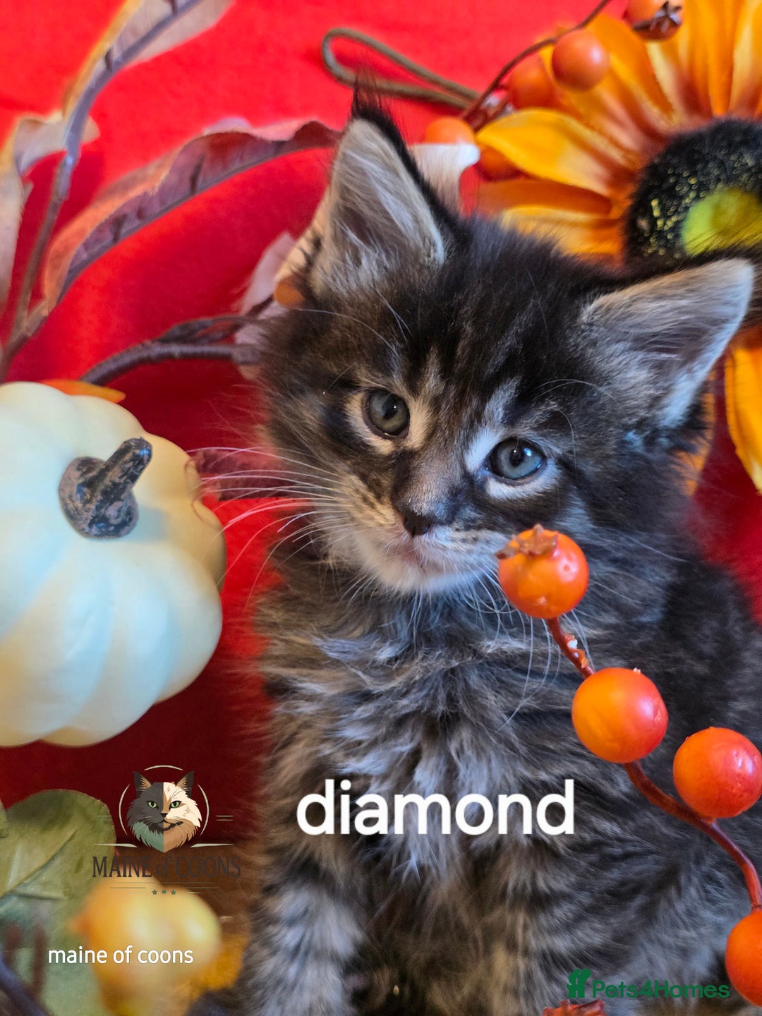 Maine Coon cats for sale: Maine coon kittens - Image 35