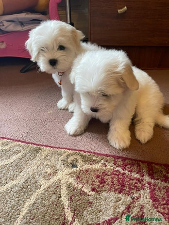 Bichon Frise dogs - Advert 1