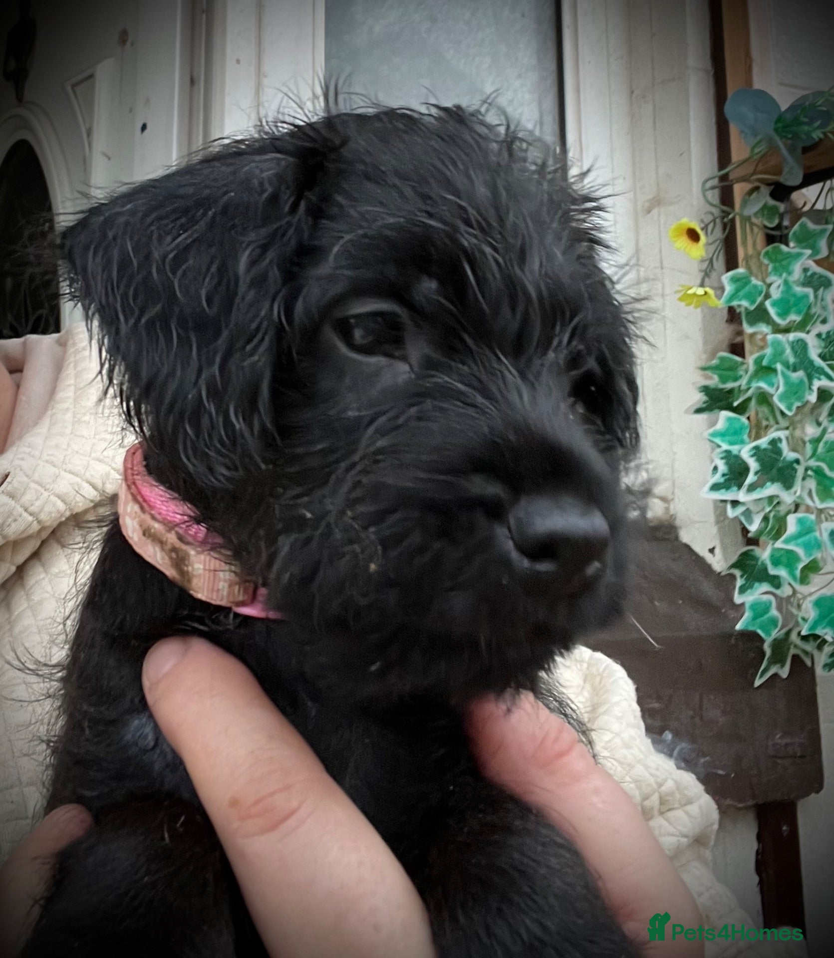 Patterdale Terrier dogs Last Patterdale girl *REDUCED** see description 😍 - Advert 4
