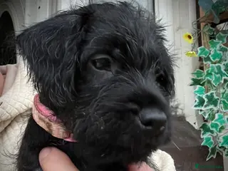 Patterdale Terrier dogs Last Patterdale girl *REDUCED** see description 😍 - Advert 4