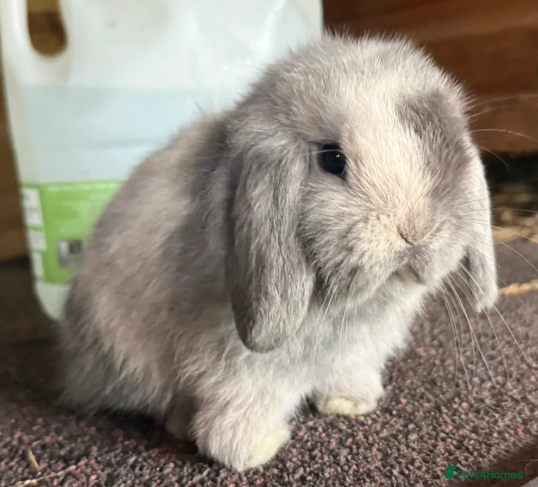 Mini Lop rabbits for sale: Blue Sabled mini lop buck - Advert 3