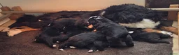 Bernese Mountain Dog dogs for sale: Beautiful Bernese Mountain Dog Puppies For Sale - Advert 2