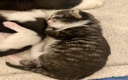 Mixed Breed cats for sale: 3 Fluffy Ragdoll X Kittens available!! - Image 11