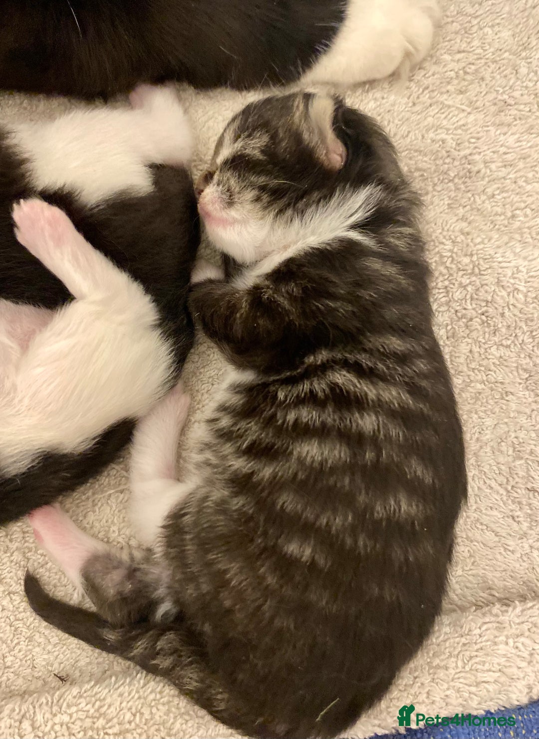 Mixed Breed cats for sale: 3 Fluffy Ragdoll X Kittens available!! - Image 11