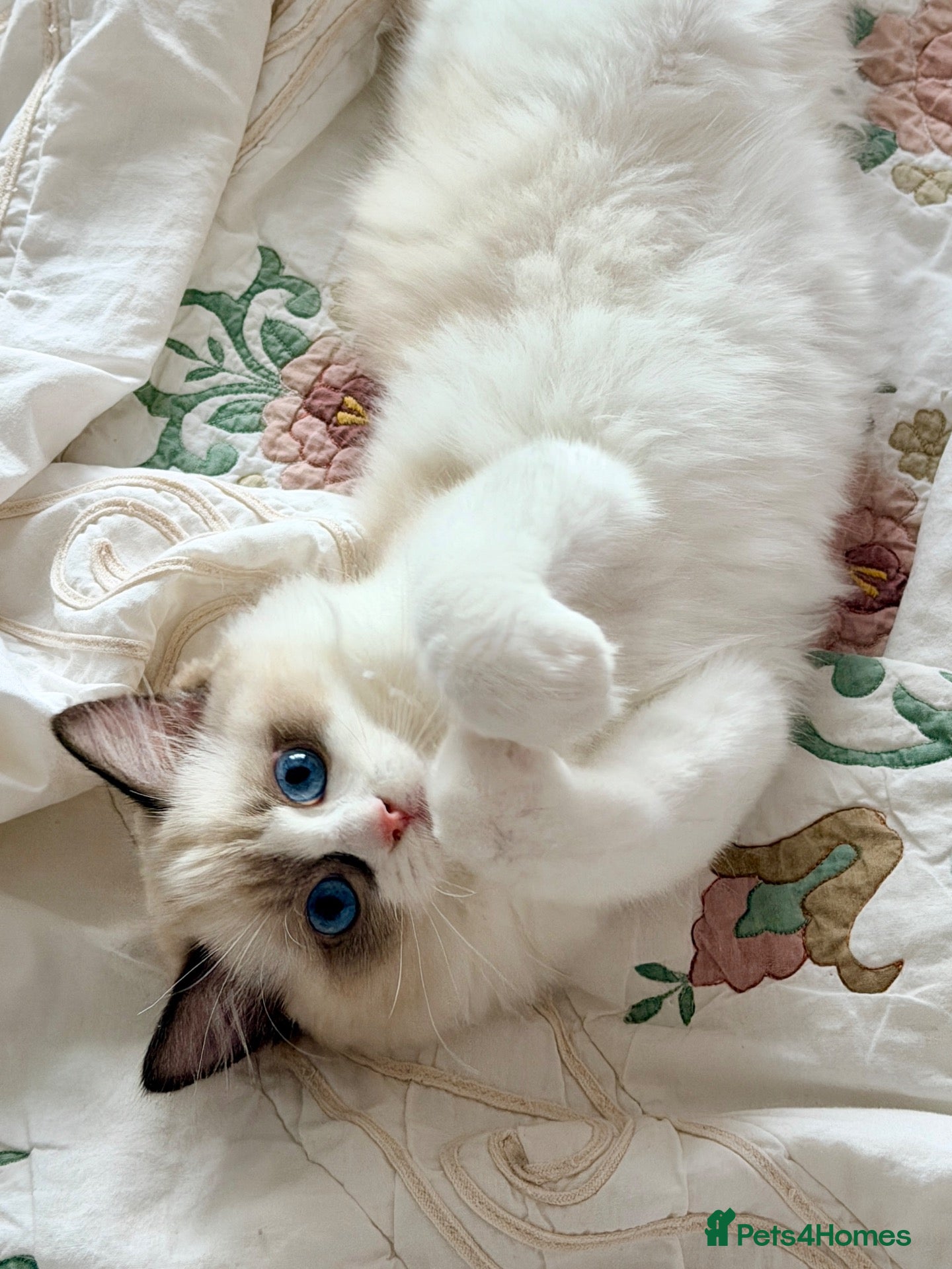 Ragdoll cats 💠🐈 TICA REG 🌟 EUROPEAN RAGDOLL KITTENS 🐈💠 - Advert 1
